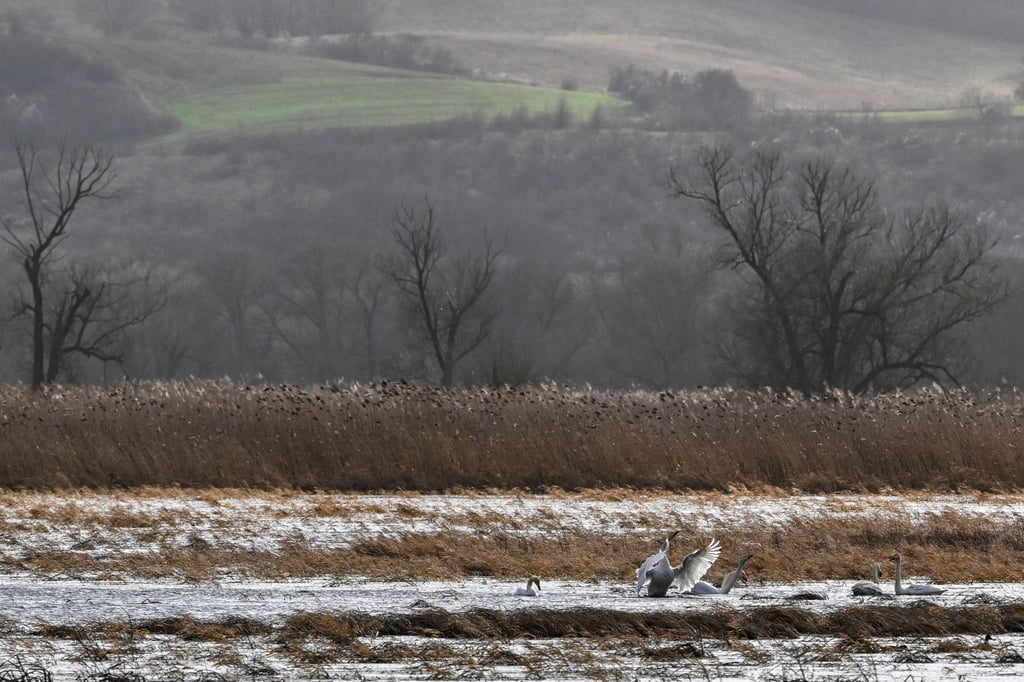 Gebiete wie der Nationalpark Unteres Odertal sind besonders als Schutzgebiete geeignet.