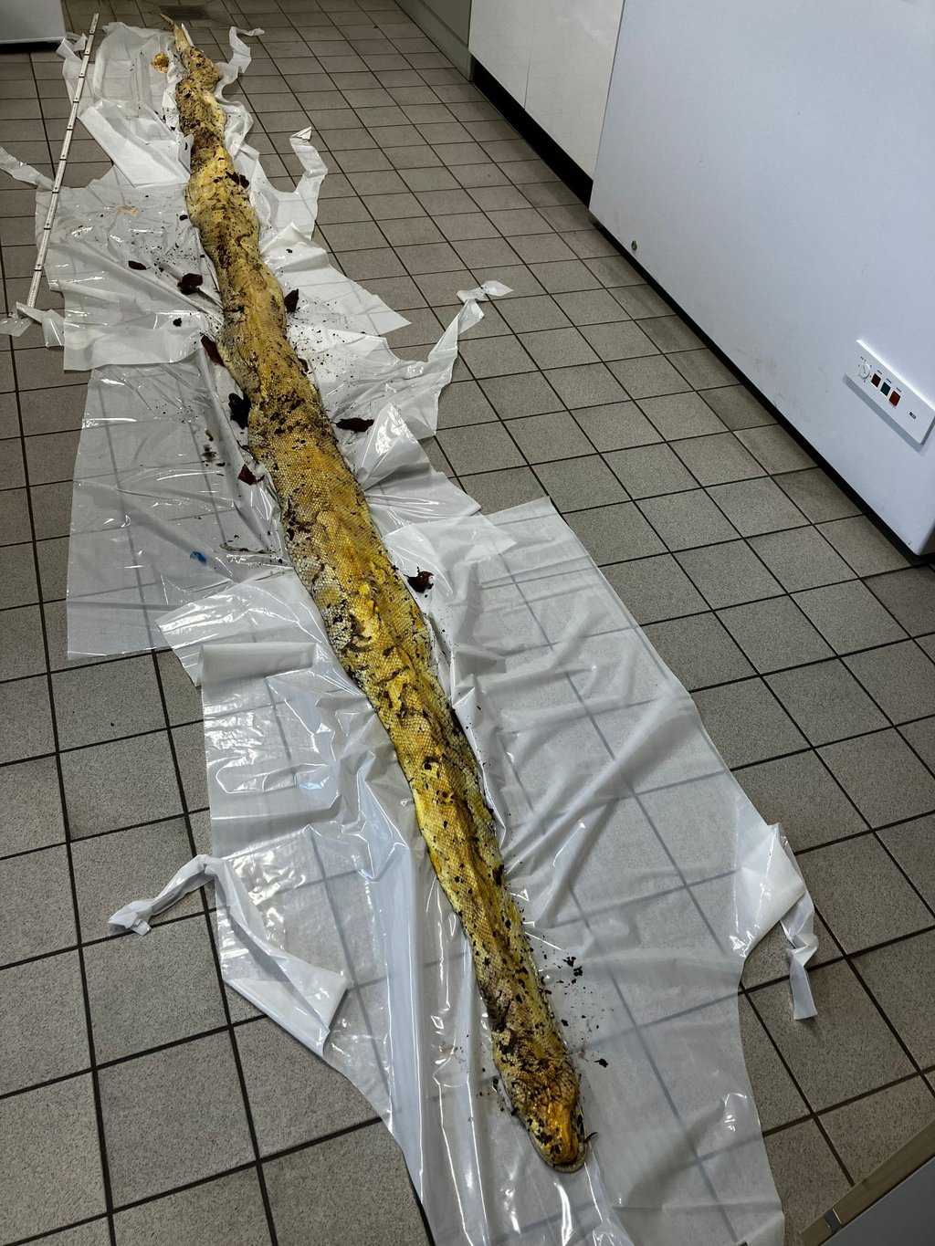 Die meterlange gelbliche Schlange ist tot in der Hasenheide in Neukölln gefunden worden.