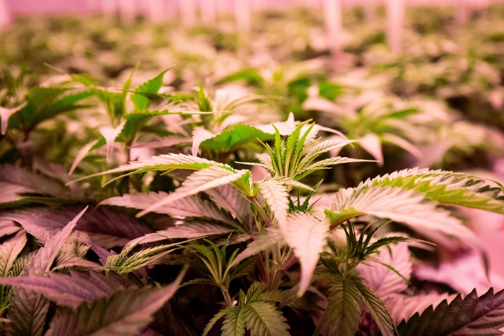 Die Debatte um die Legalisierung von Cannabis geht weiter.