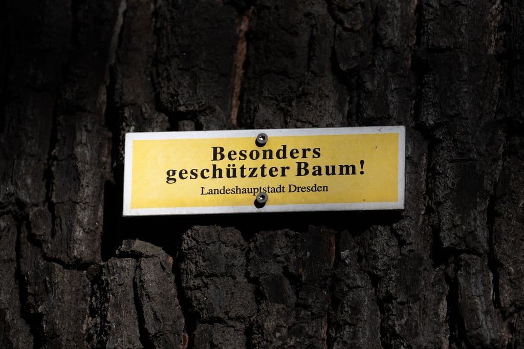 Ein Schild „Besonders geschützter Baum!“ ist am Stamm einer Eiche angeschraubt.