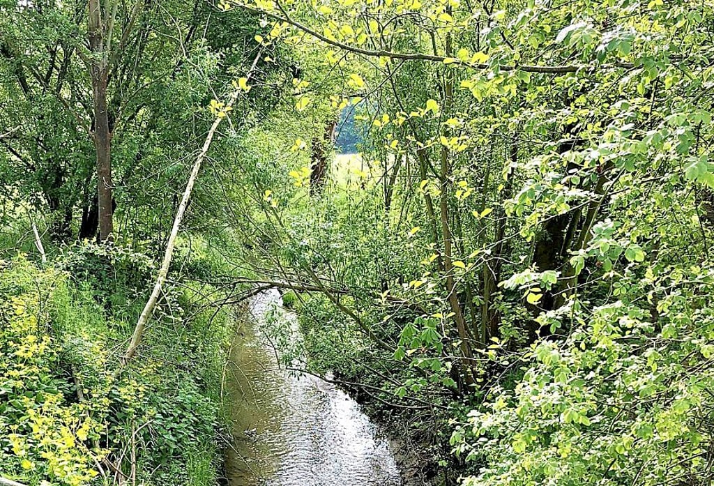 Der Steinbach bei Pauscha ist teilweise begradigt worden und die Ufer sind oft zugewuchert, hier ein Foto vom vergangenen Frühjahr.