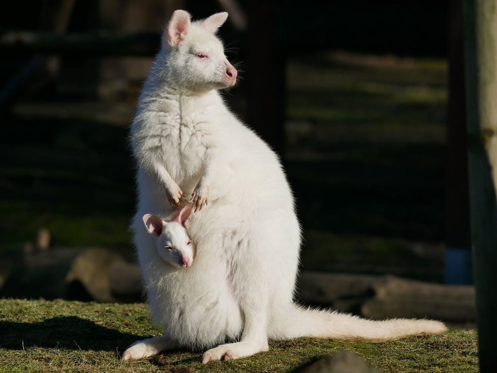 Dieses vom Zoo Hoyerswerda zur Verfügung gestellte Foto zeigt ein weißes Bennett-Känguru mit seiner Mutter namens Flöckchen, ebenfalls ein Albino.