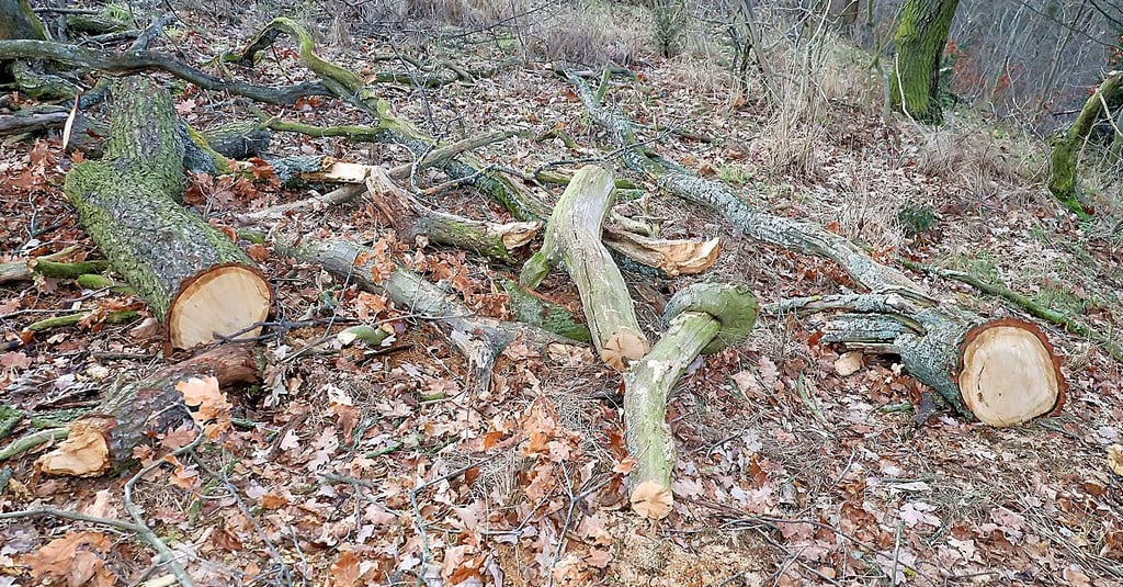 Kürzlich stattgefundene Baumfällungen im Brauholz von Großörner haben bei Naturschützern viele Fragen aufgeworfen.
