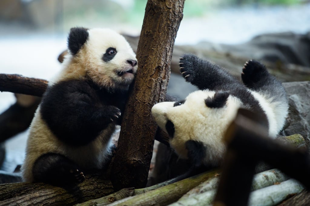 Die Panda-Zwillinge Meng Xiang (l, Pit) und Meng Yuan (Paule) spielen im Januar 2020 erstmals während eines Ausfluges in ihrem Gehege miteinander.