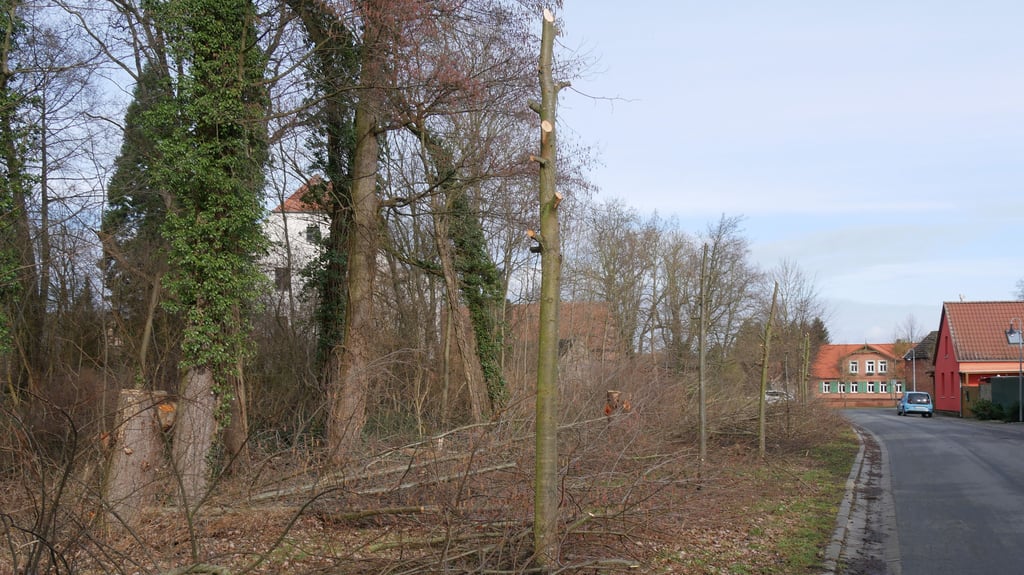 Gepflanzt wurden die Bäume in der Tiechstraße vor zehn Jahren.