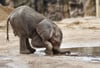Das neu geborenen Elefantenbaby ist  das erste Mal auf der Außenanlage im Zoo Halle. 