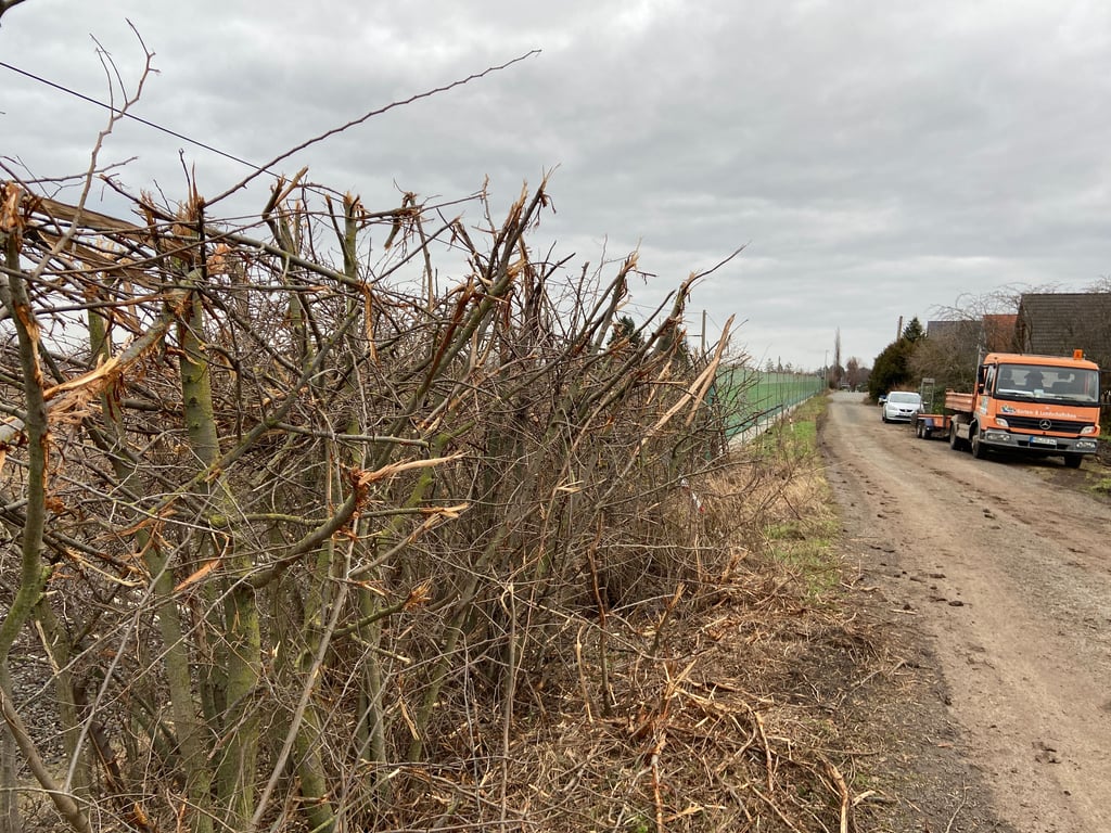 Der Zustand der Hecke an den Gleisen in einem Magdeburger Stadtteil steht in der Kritik. Anwohner beklagen, dass die Sträucher unnötig verwüstet wurden.