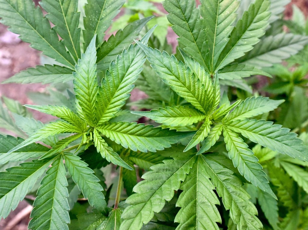 Eine illegale Hanf-Plantage, entdeckt bei einer Drogenrazzia auf einem privaten Gelände.