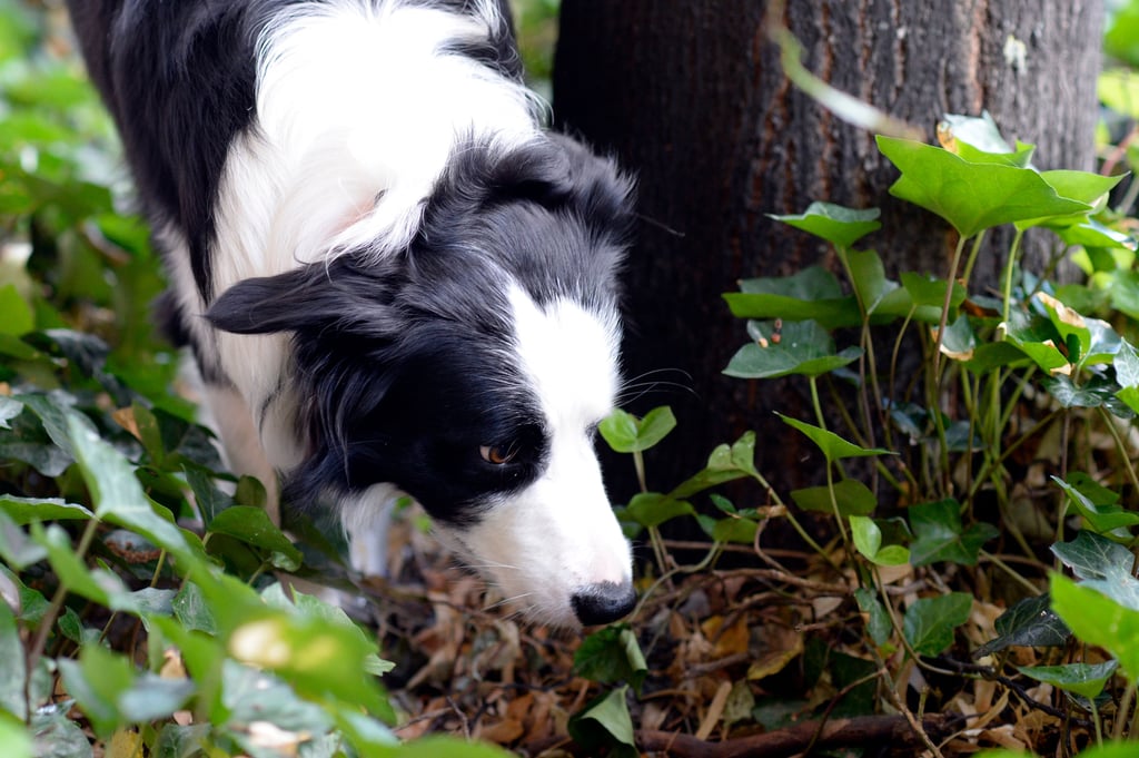 In Kroppenstedt wurden Giftköder für Hunde ausgelegt.