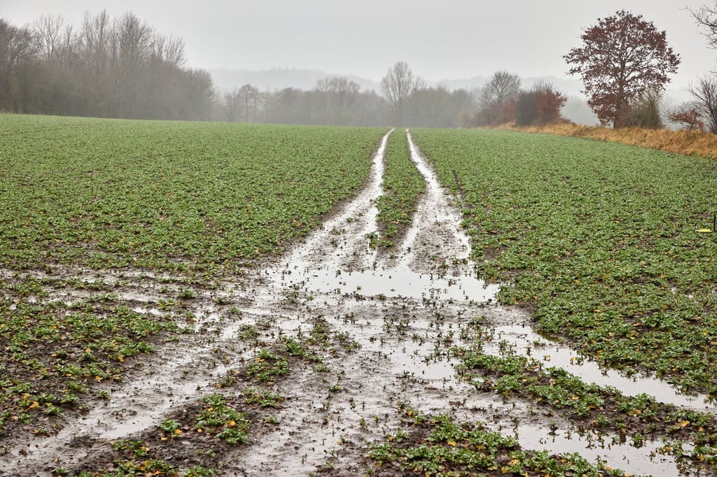 Blick auf ein von Regenwasser durchnässtes Feld bei Albersdorf.