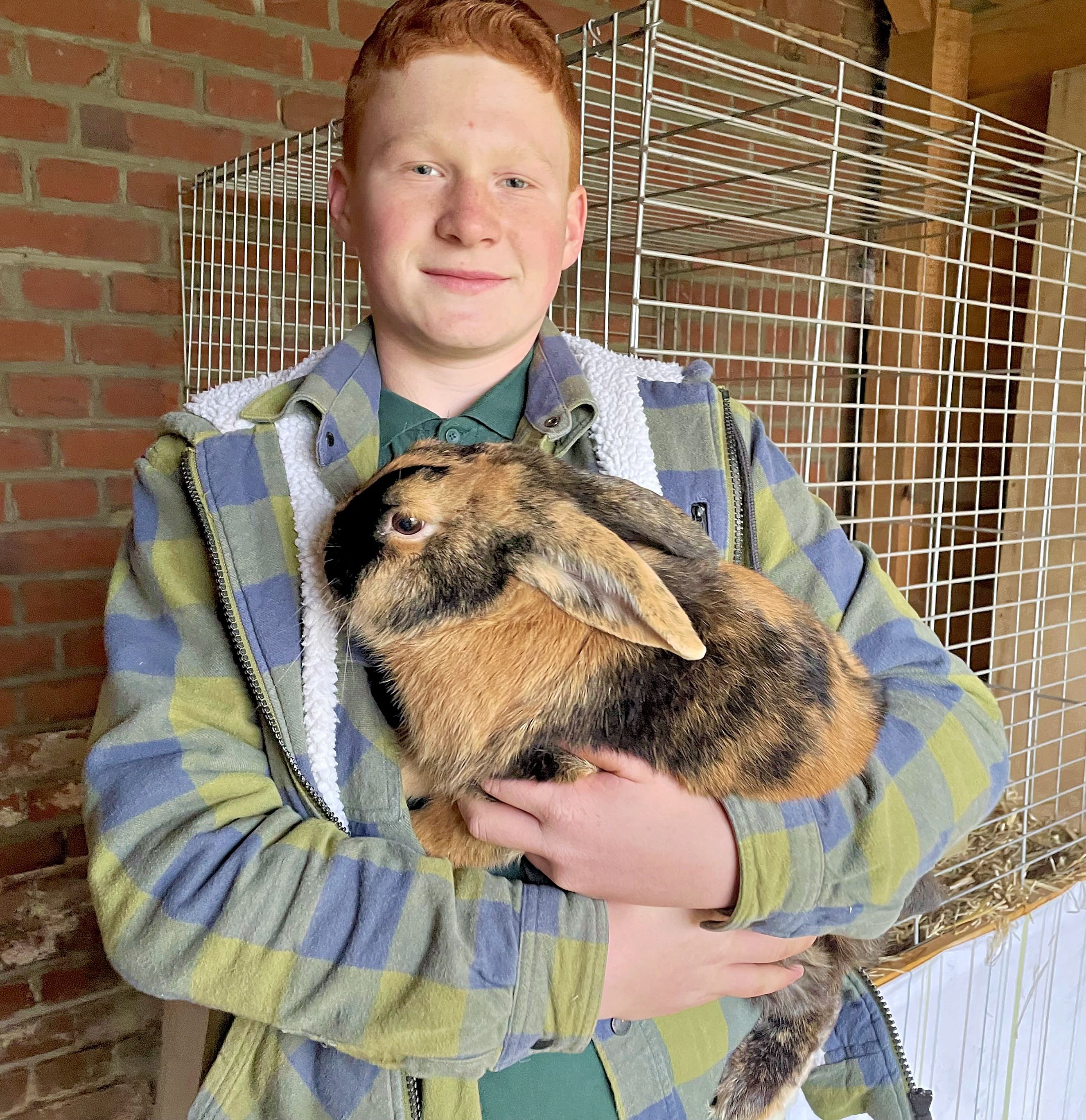 Zucht in Schlagenthin: Meister der „Harlekin-Kaninchen“