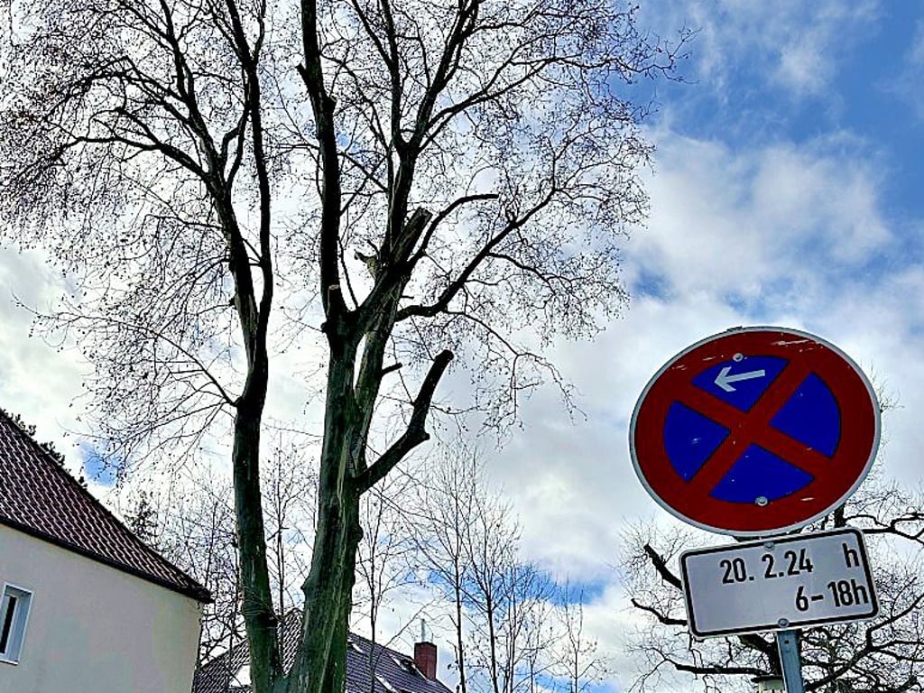 Die Platane an der Brunnerstraße wird wohl gefällt.