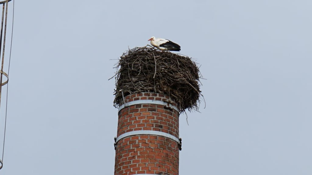 Der Storch sitzt seit dem dritten Februarwochenende 2024 auf dem Nest des schornsteins der Adler-Apotheke.