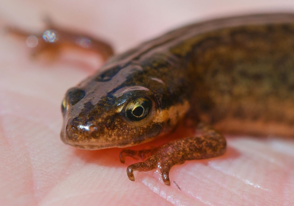 Ein Teichmolch (Lissotriton vulgaris, Weibchen) liegt auf einer Hand.