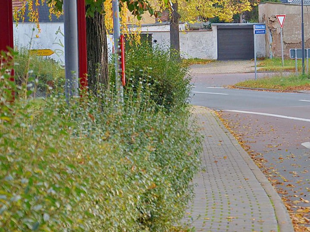 Diese Hecke in Rathmannsdorf ist mittlerweile geschnitten, der Festplatz muss noch gemäht werden.