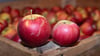 Alte Apfelsorten wie Wellant (l) und Berlepsch (r) haben einen hohen Polyphenolgehalt, was sie zu idealen „Allergiker-Äpfeln“ macht.