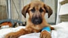 Lulu, ein Hundewelpe aus illegalem Handel, wurde  im Tierheim Berlin aufgenommen: Das Jungtier ist trotz intensiver tierärztlicher Behandlung an seinen Erkrankungen  aufgrund vorangegangener schlechter Haltungsbedingungen gestorben, teilte das Tierheim mit. 