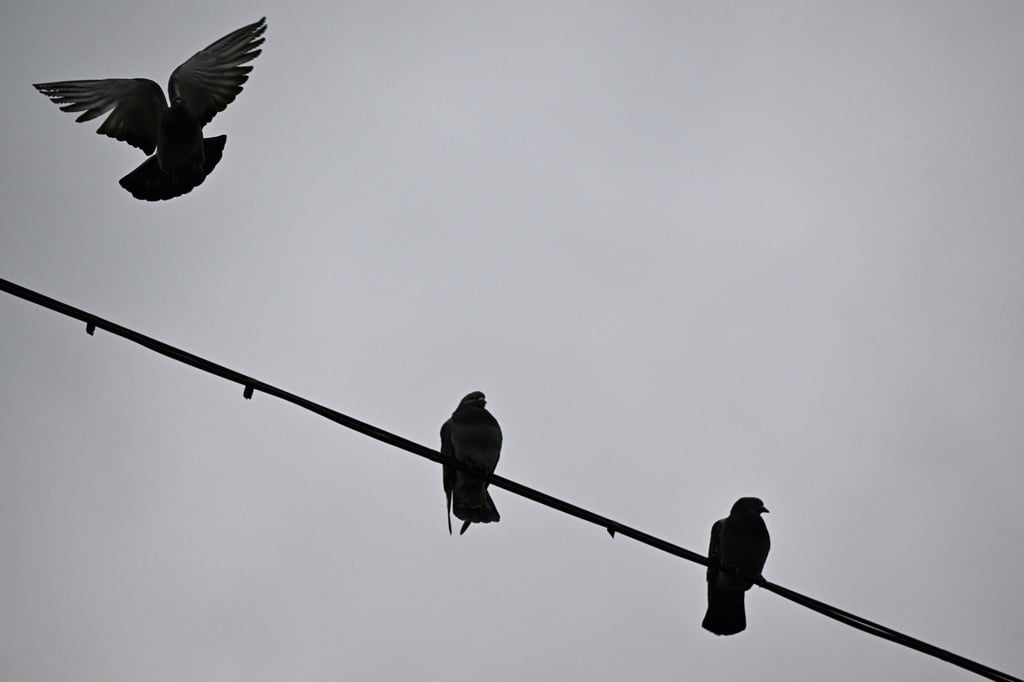 Eine Taube startet von einem Kabel über der Straße in den grauen Himmel.