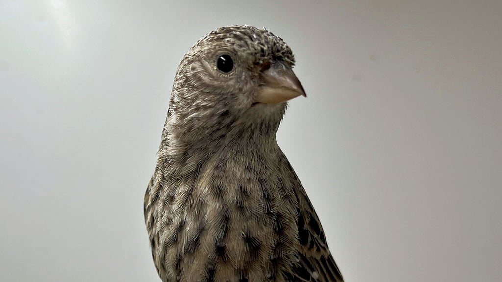 Miss World sitzt in Roitzsch auf der Stange.