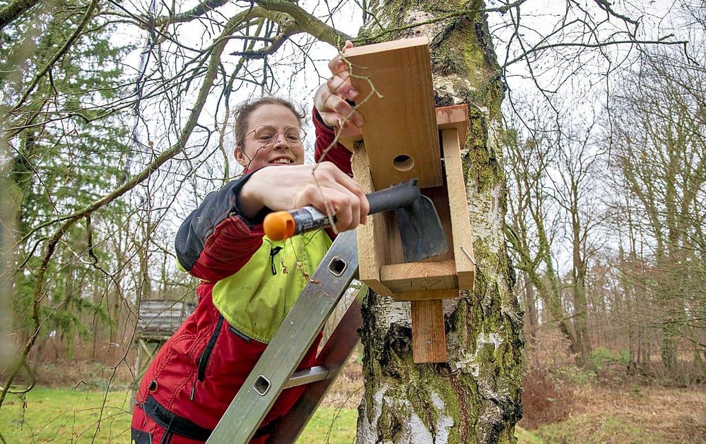 Forstwirtin Kiara Georgi vom Betreuungsforstamt Dessau kümmert sich um mehrere Hundert Nistkästen in der Mosigkauer Heide.