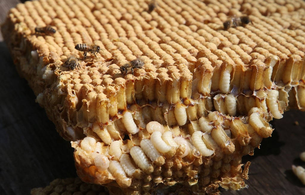 Honigbienen sitzen auf einer aus einem Bienenstock herausgeschnittenen Wabe mit Drohnenbrut.