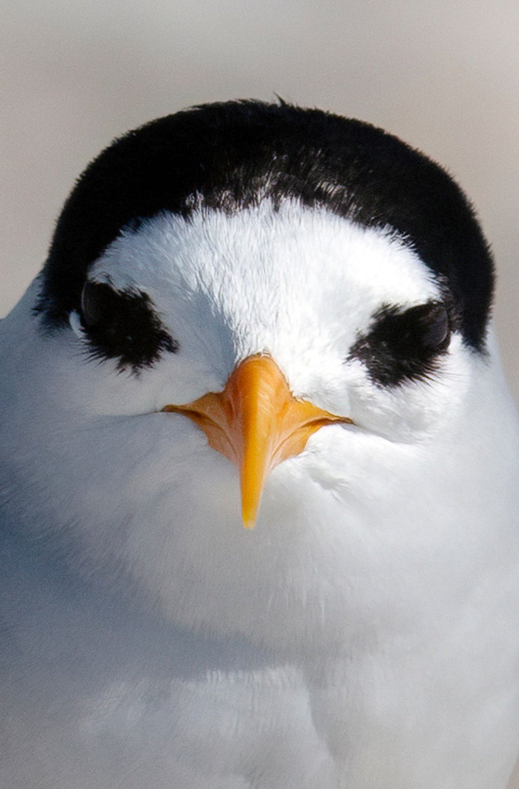 Der am meisten bedrohte Vogel Neuseelands: die Australseeschwalbe.