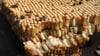 Honigbienen sitzen auf einer aus einem Bienenstock herausgeschnittenen Wabe mit Drohnenbrut.