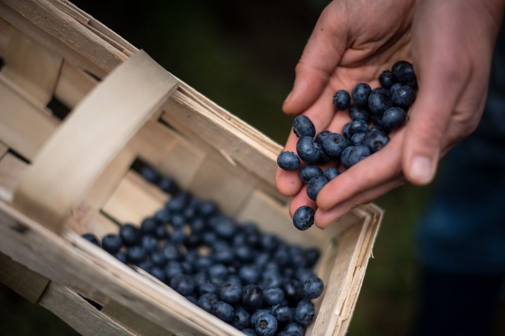 Eine Frau erntet Heidelbeeren auf einem Feld.