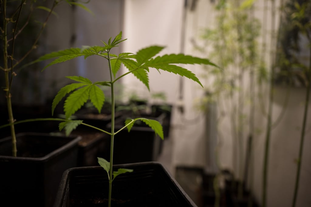 Erlaubt werden soll für Erwachsene ab 18 Jahren grundsätzlich der Besitz von bis zu 25 Gramm Cannabis zum Eigenkonsum. In der eigenen Wohnung sollen drei lebende Cannabispflanzen legal werden und bis zu 50 Gramm Cannabis zum Eigenkonsum.