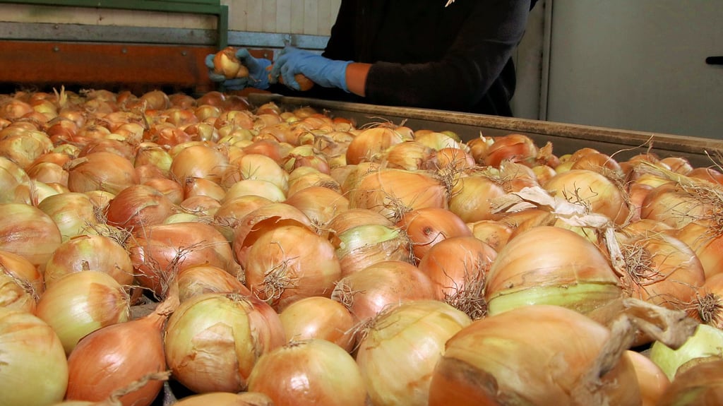 Täglich werden Zwiebeln in Calbe verpackt und ins ganze Land verschickt.