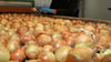 Täglich werden Zwiebeln in Calbe verpackt und ins ganze Land verschickt.