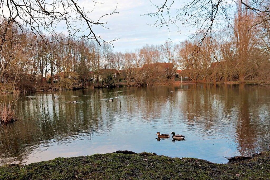 Blick auf das Gewässer in Magdeburg.