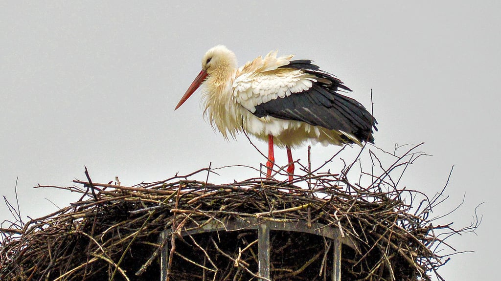 „Der frühe Vogel...“. Dieser Storch ist das erste Tier aus dem Landkreis Wittenberg, das aus dem Süden zurückgekehrt ist. Vorige Woche hat der stattliche Zugvogel sein Nest in der Wittenberger Wallstraße bezogen.