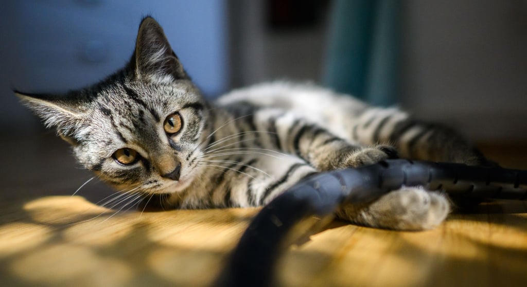 Ein junge Katze spielt in einer Wohnung.