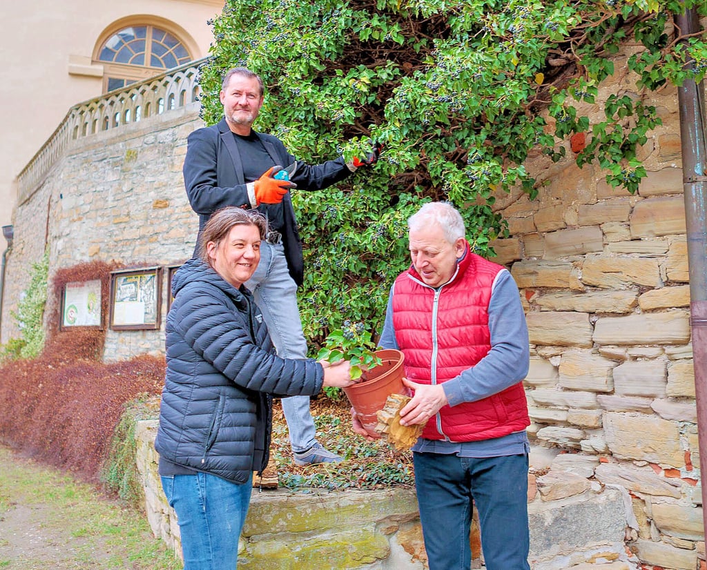 Sanierung von Schloss Droyßig Efeu durchgesägt und trotzdem gerettet