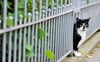 Eine Katze blickt neugierig durch einen Gartenzaun. Freigänger sind keine Seltenheit, auch in Magdeburg gibt es etliche streunende Katzen. Der Stadtrat setzt sich für eine Kastrationspflicht ein.  