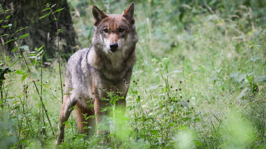 Der Wolf zieht umher. Laut Landesangaben gibt es in Sachsen-Anhalt mittlerweile 201 Tiere. Allein in der Dübener Heide ist die Zahl zweistellig.