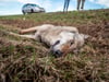 Am Freitagmorgen, 23. Februar 2024, ist auf der B184 in der Ortslage Dannigkow ein Wolf totgefahren worden. 