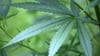 Cannabis-Boom in Deutschland: Wie „high“ ist das Risiko?