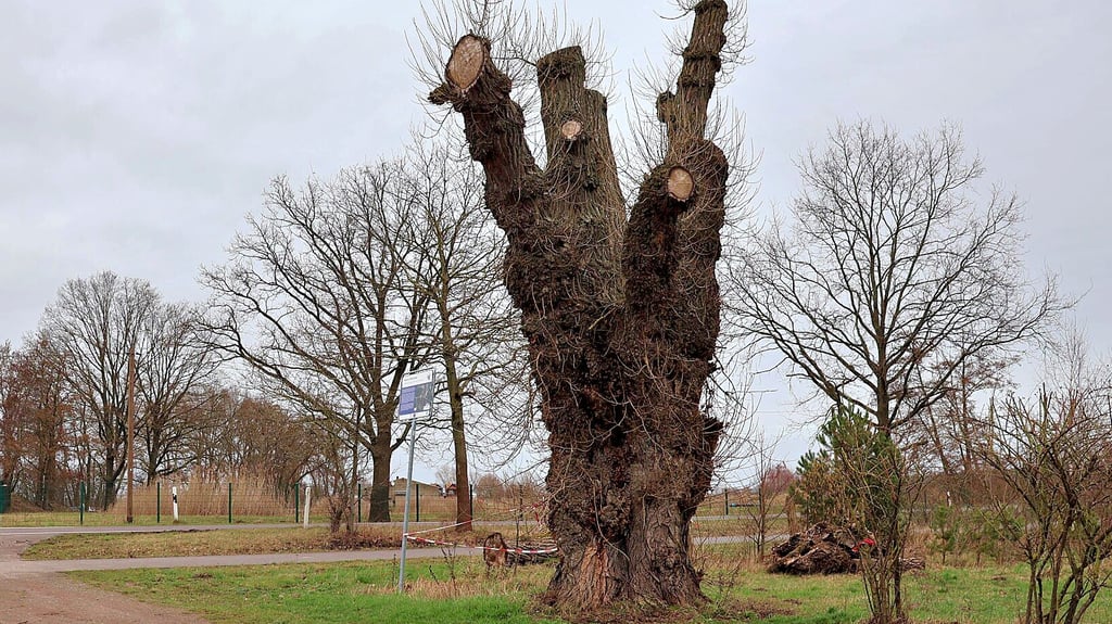 Die Schwarzpappel am See bei Wulkau steht neben dem Radweg. Eine Infotafel soll zukünftig auf den seltenen Baum hinweisen.
