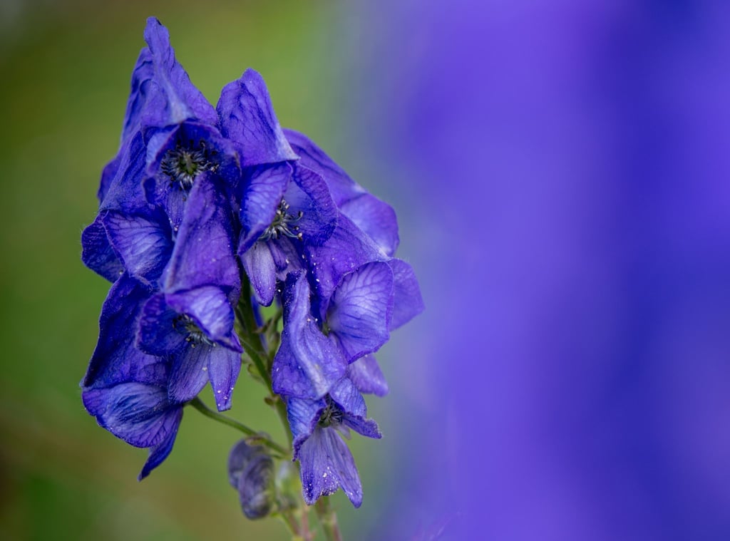 Leuchtend blau blüht der Eisenhut am 12.10.2014 in einem Garten in Petersdorf im Landkreis Oder-Spree (Brandenburg).