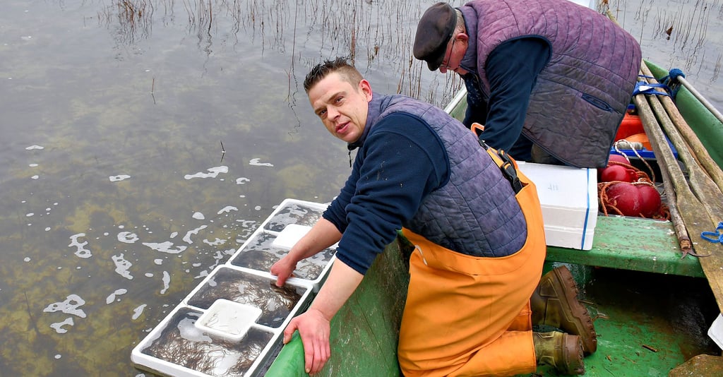Fabian Stegner (links) und Wilfried Kagel ließen die Glasaale zunächst noch einen Moment in den Kisten, bis die Fische selbst in den See schwammen.