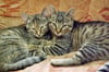 Die zwei kleinen Katzen wurden an der Bode in Oschersleben ausgesetzt - ein Retter aus Haldensleben hat sie aufgenommen.