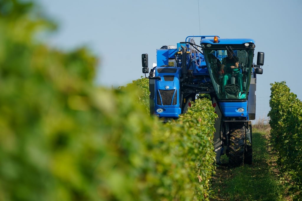 Lese von Trauben in einem Betrieb der Winzervereinigung Freyburg-Unstrut.