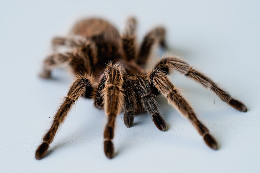 Eine Vogelspinne befindet sich in den Räumen des Lehrstuhls für Klinische und Biologische Psychologie der Universität Mannheim auf einem Tisch.