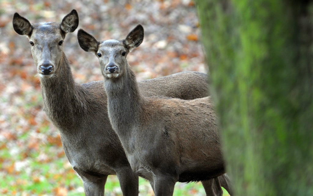 Zwei Hirschkühe im Wald - Experten sehen in übergroßen Populationen eine Gefahr für die Natur.