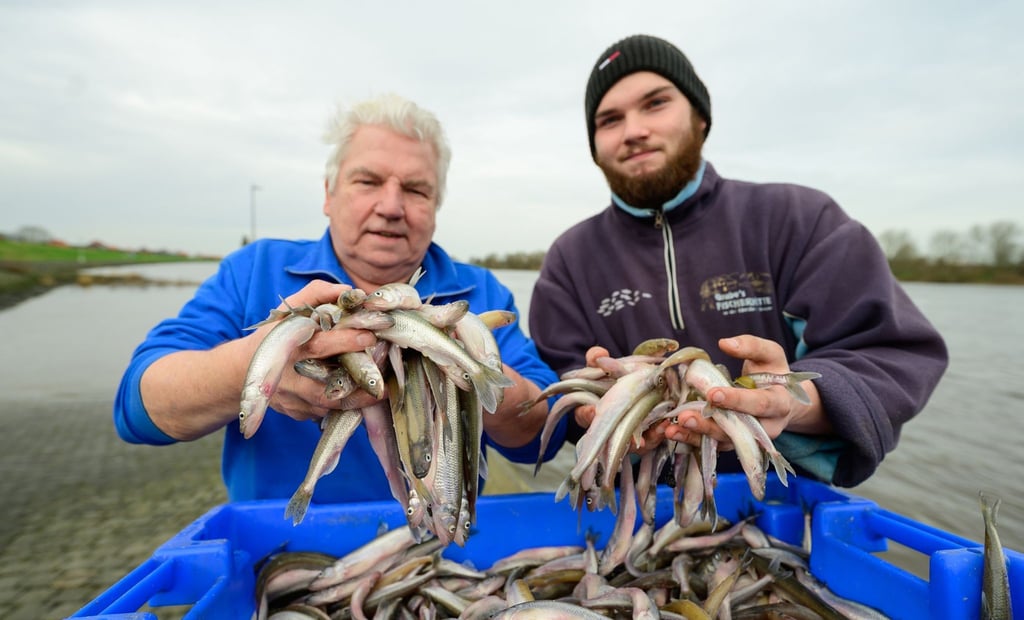 Wilhelm (l) und Jonas Grube stehen mit frisch gefangenen Stint an der Elbe. Stinte sind im Frühjahr im Norden ein Klassiker - die Elbe gibt aber nicht mehr so viel her wie früher.
