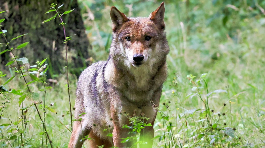Im Jerichower Land fühlen sich die Wölfe wohl. Das bestätigen Beobachtungen von 2022/23.