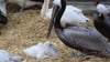 Ein Pelikan-Küken liegt im Tierpark Berlin. In der Pelikan-Kolonie im Berliner Tiergarten herrscht ungewöhnliches Familienglück.