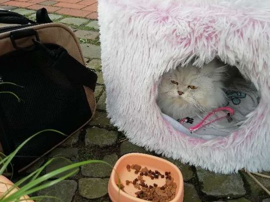 Zusammen mit Kratzbaum, Tierfutter und Zubehör ist eine Perserkatze in Bramsche (Landkreis Osnabrück) ausgesetzt worden.